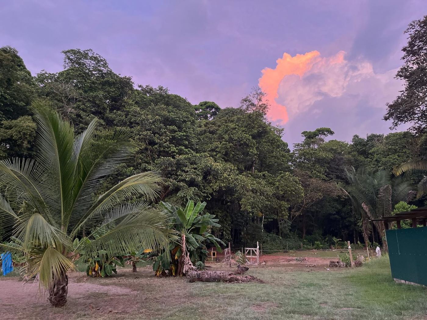 Atardecer sobre los palmerales